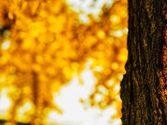 -四川大学(华西校区)