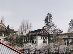 -鸡鸣赐茶(鸡鸣寺路店)