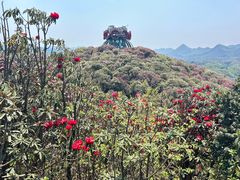 -贵州百里杜鹃风景名胜区