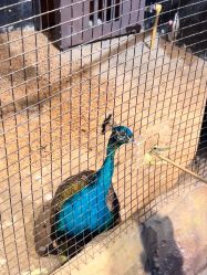 -酷嗒动物文化乐园(cutezoo西溪乐天城店)