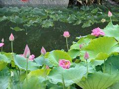 -青羊宫