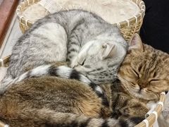 -共舞时光猫咖·狗咖(新街口店)