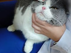 -北京观赏动物医院·24小时大型综合·猫专科·异宠专科