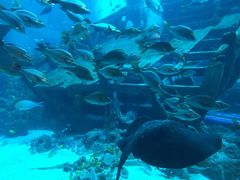 -新加坡海洋生态馆
