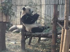 -成都大熊猫繁育研究基地