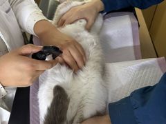 -瑞派蒂凯宠物医院·心脏科·口腔科·皮肤科