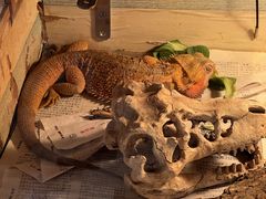 -Rabbit Cafe私房西餐甜点咖啡(栖霞路店)