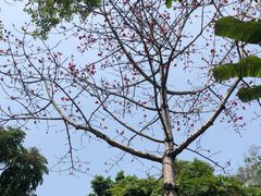 -深圳国际园林花卉博览园