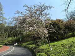 -龙头寺公园