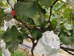 -马陆小张葡萄园农家乐