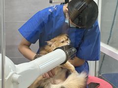 -宠福鑫康馨动物医院·骨科·眼科