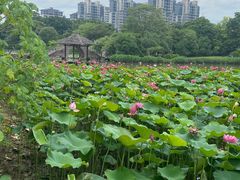 -金山公园