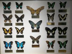 -上海昆虫博物馆