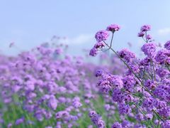 -深圳湾公园(南山区)