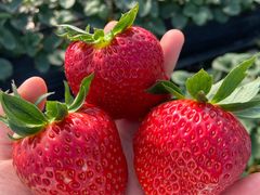 -西郊国际农产品交易中心