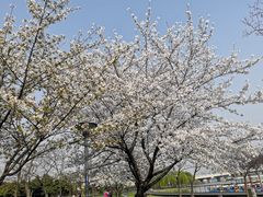 -蠡湖中央公园