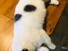 -Cappucimeow猫咪咖啡馆(韦伯时代店)