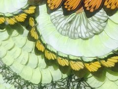 -上海昆虫博物馆