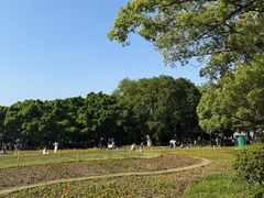 -江心屿景区