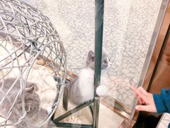 -momokira米努特·德文卷毛猫·棉花面纱犬