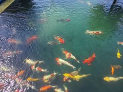 -古徽州馄饨店(宝安路店)