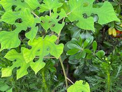 -证大大拇指广场(芳甸路店)