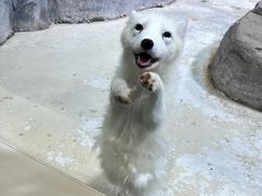 -海合安青岛极地海洋公园