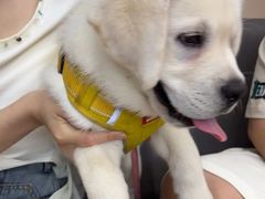 -瑞派伍一宠物医院·眼科·骨科·猫科转诊中心(马王堆院)