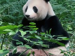 -广州长隆野生动物世界