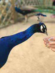 -萌宠亲子动物乐园(槐房万达店)