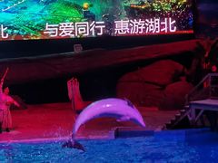 -海合安武汉极地海洋公园