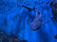 -海合安成都极地海洋公园