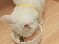 -博特宠物医院24h犬猫全科.骨科·异宠