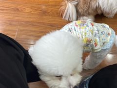 -汪说·狗咖·拼豆·宠物周边DIY(旺城大厦店)