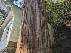 -天目山大树王景区