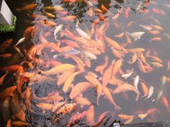 -西湖外事游船(花港观鱼码头)