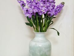 -溪岸路花鸟市场