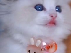 -十年猫舍·猫咪专门店(普陀店)