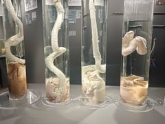 -冰岛阴茎博物馆