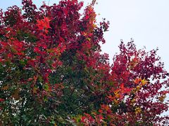 -香山公园