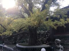 -晋祠公园