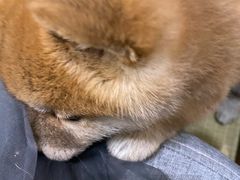 -逗柴咖啡屋·狗咖猫咖宠物桌游
