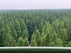 -黄海国家森林公园