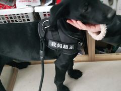 -宠福鑫康馨动物医院·骨科·眼科