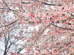 -东湖磨山景区樱花园-停车场