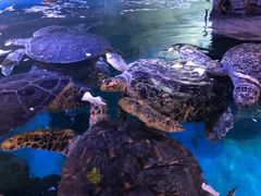 -烟台海昌鲸鲨海洋公园