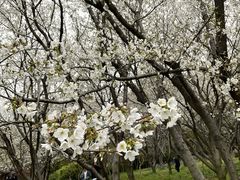 -苏州上方山国家森林公园