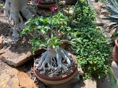 -国家植物园南园