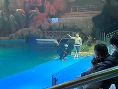 -芜湖新华联大白鲸海洋公园