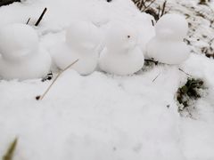 -武陵山森林公园